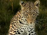 Africa 183 : Africa, Animal, Botswana, Leopard, Mammal, Okavango, Vumbura Plains